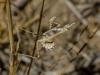 Empusa pennata